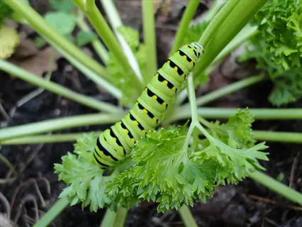 black swallowtail caterpillar with green-yellow-black banding crawling on curly parsley plant with frilled leaves in a garden setting