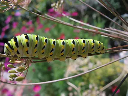 black swallowtail caterpillar with green-yellow-black banding crawling on feathery dill foliage in a garden with soft-focus pink flowers