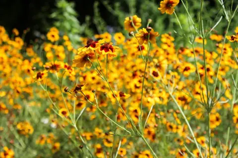 blanket flower garden featuring a field of bright yellow flowers with dark centers thriving in sunny conditions
