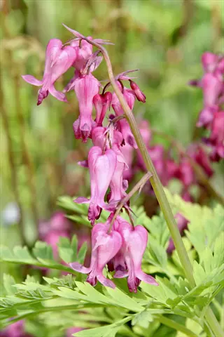 bleeding hearts shade garden featuring pink heart-shaped flowers dangling from arching stems among delicate green foliage