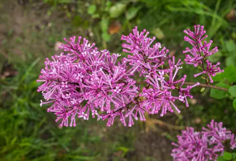 bloomerang lilac purple flowers in full bloom, clustered on a green branch