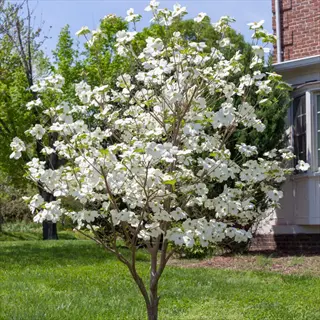 blooming appalachian joy dogwood tree in a sunlit grassy yard near a brick house