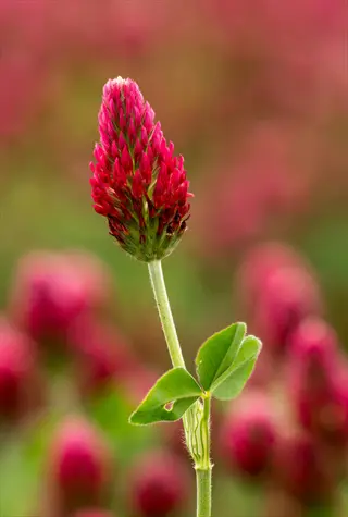 blooming crimson clover with green leaves against soft-focus floral background