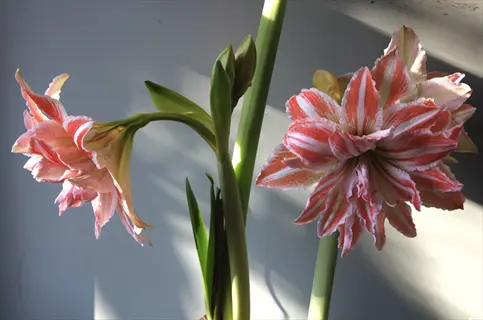blooming dancing queen amaryllis flowers with pink-white striped petals and green stems against a gray background