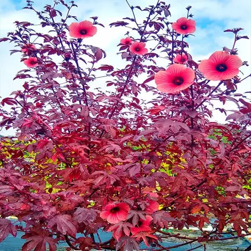 blooming hibiscus tree with vibrant pink flowers and deep red foliage under a clear blue sky