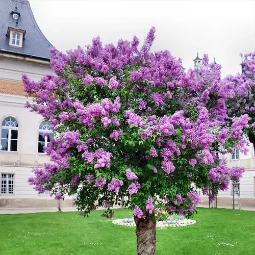 blooming lilac bush in a garden with historic building background