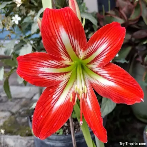 blooming red and white striped amaryllis flower with green center in a garden pot