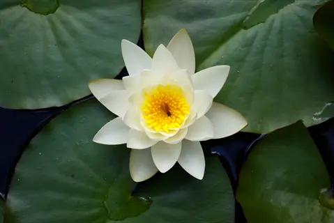 blooming white nufar (water lily) with yellow center surrounded by green lily pads in a calm pond