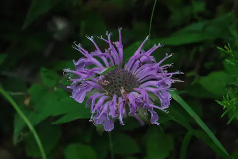 blooming wild bergamot monarda flower with purple petals and textured central dome surrounded by green foliage