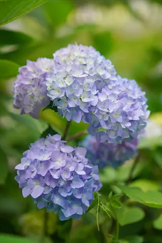 bloomstruck hydrangea purple blooms with vibrant petals and green foliage background