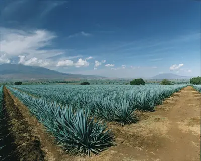 blue agave field under clear sky with distant mountains and clouds