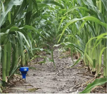 blue agriculture soil sensor monitoring moisture in cornfield row, mounted on soil between tall green crop plants
