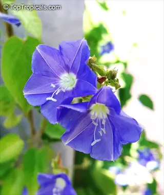blue dwarf morning glory flowers (ipomoea) blooming on a vine with green leaves