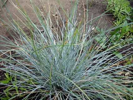 blue fescue grass clump with slender blue-gray foliage growing in garden soil among other plants