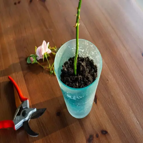 blue glass rose cutting rooting pot with soil, thorny stem, and leaf. pruning shears and pink rose flower on wooden table