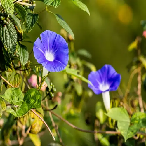 blue morning glory flower blooms flourishing among lush green foliage