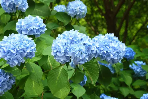 blue munchkin dwarf hydrangea blooms with vibrant green leaves in a garden setting