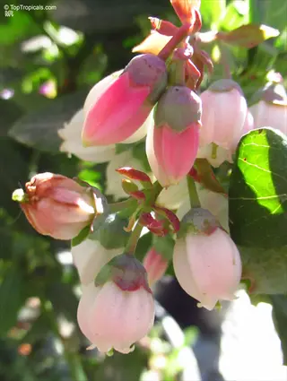blueberry bush flowers in spring, close - up of pink - tinged buds and white blooms with green leaves