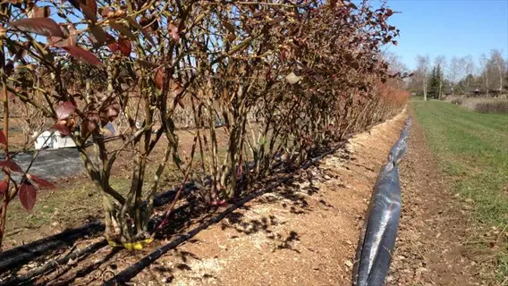 blueberry bushes in winter with drip irrigation lines and dark organic mulch applied between rows, showing professional mulching berry plants cultivation