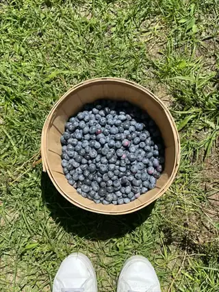 blueberry harvest bucket overflowing with ripe rabbiteye blueberries on grassy ground, with white sneakers visible in a garden setting