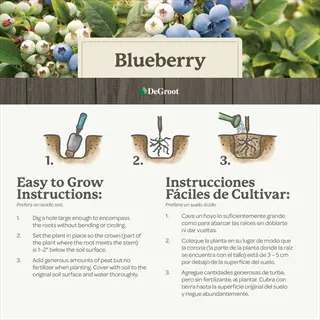 blueberry planting guide with step-by-step instructions (english/spanish) including blueberry crown planting depth (1-2" below soil) - degroot logo and berry background