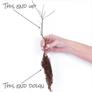 blueberry root teasing technique demonstration: hand holding young blueberry plant with exposed roots, text labels indicate 'this end up' (stem side) and 'this end down' (root side)