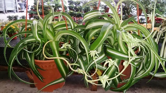 bonnie curly spider plant with distinctive green and white striped leaves in terracotta pots