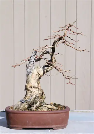 bonsai branch pruning: aged specimen with gnarled trunk, pruned branches showing wiring technique in brown oval pot against wooden wall