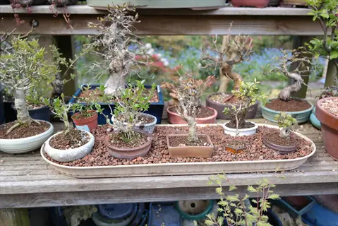 bonsai humidity tray with multiple young trees and gravel, displayed on a wooden shelf among other potted bonsai plants