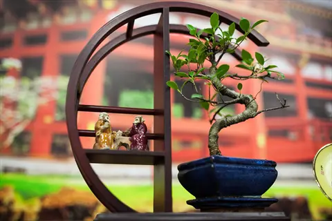 bonsai sunlight window: ficus bonsai in blue pot on decorative stand with figurines, sunlit traditional temple background