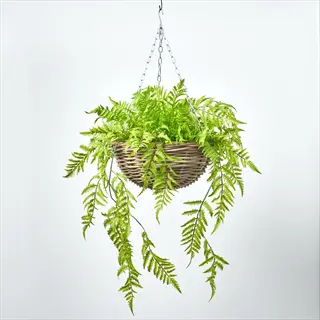 boston fern hanging planter (nephrolepis exaltata) in wicker basket suspended by metal chain, showcasing lush green fronds against plain white background