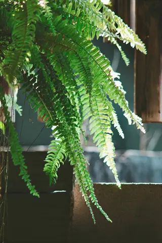 boston fern with lush green fronds near a window, illuminated by soft indirect light