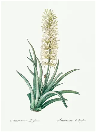 botanical illustration of sansevieria zeylanica banded plant with white flower spike