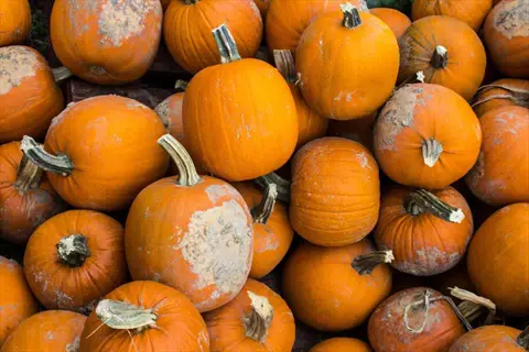 bountiful winter squash harvest featuring pumpkins with natural weathering and stems piled together