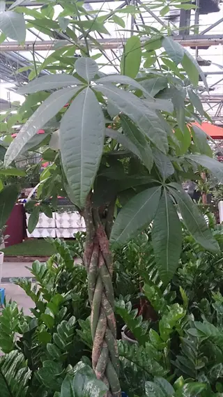braided pachira aquatica (money tree) with large green leaves in a greenhouse
