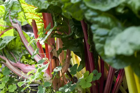 bright lights chard plants growing in a garden, showcasing vibrant red, pink, and yellow stems with large green leaves, surrounded by small clover plants