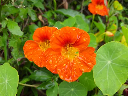 bright orange nasturtium flowers with water droplets on green leaves