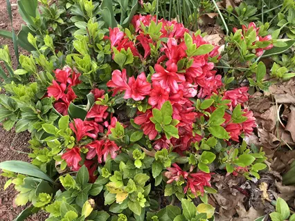 bright red encore azalea blooming amidst lush green foliage and dried leaves