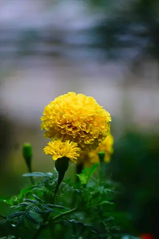 bright yellow marigold flowers blooming with green foliage in soft-focus background