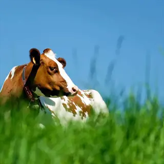 brown-and-white cow grazing in lush tetraploid ryegrass pasture under clear blue sky