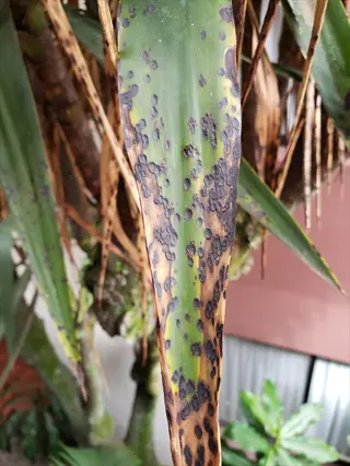 brown leaf spots on a green plant leaf showing disease symptoms, with blurred foliage in background