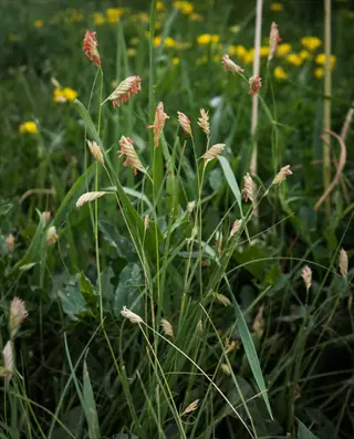buffalograss prairie lawn with distinctive seed heads and yellow wildflowers in a natural meadow setting