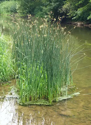 bulrush plants with brown flower clusters growing in shallow wetland water, surrounded by lush green vegetation and trees