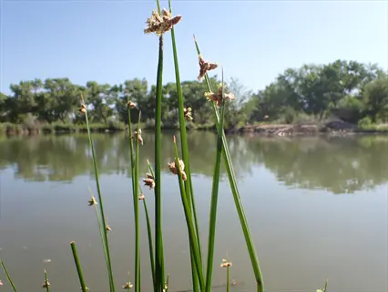 bulrushes at pond edge: slender green stems with seed heads growing near calm water, distant trees under clear blue sky