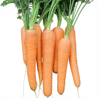 bunch of bright orange resistafly f1 carrot variety with vibrant green tops