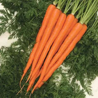 bunch of bright orange sugarsnax carrots with vibrant green tops on carrot foliage background
