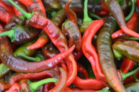 bunch of ripe jimmy nardello peppers showing color variation from green to deep red, arranged on a woven surface