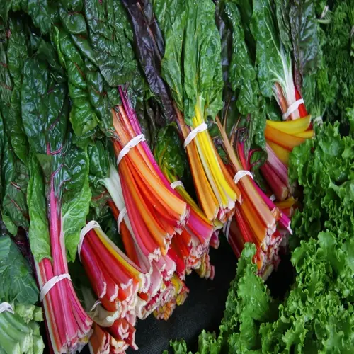 bunched rainbow swiss chard with vibrant multicolored stems (red, orange, yellow) and dark green leafy tops displayed in a garden setting