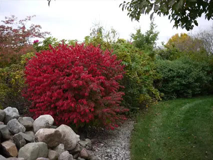 burning bush compact garden with vibrant red foliage surrounded by rocks and greenery in a natural outdoor setting
