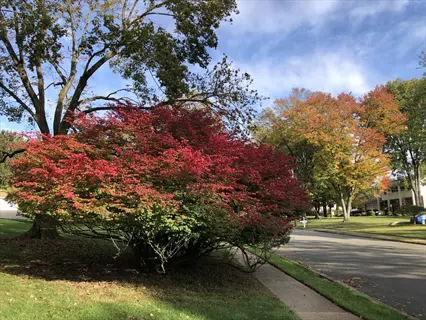 burning bush fall landscape featuring vibrant red foliage, residential street, and autumn trees under a clear blue sky